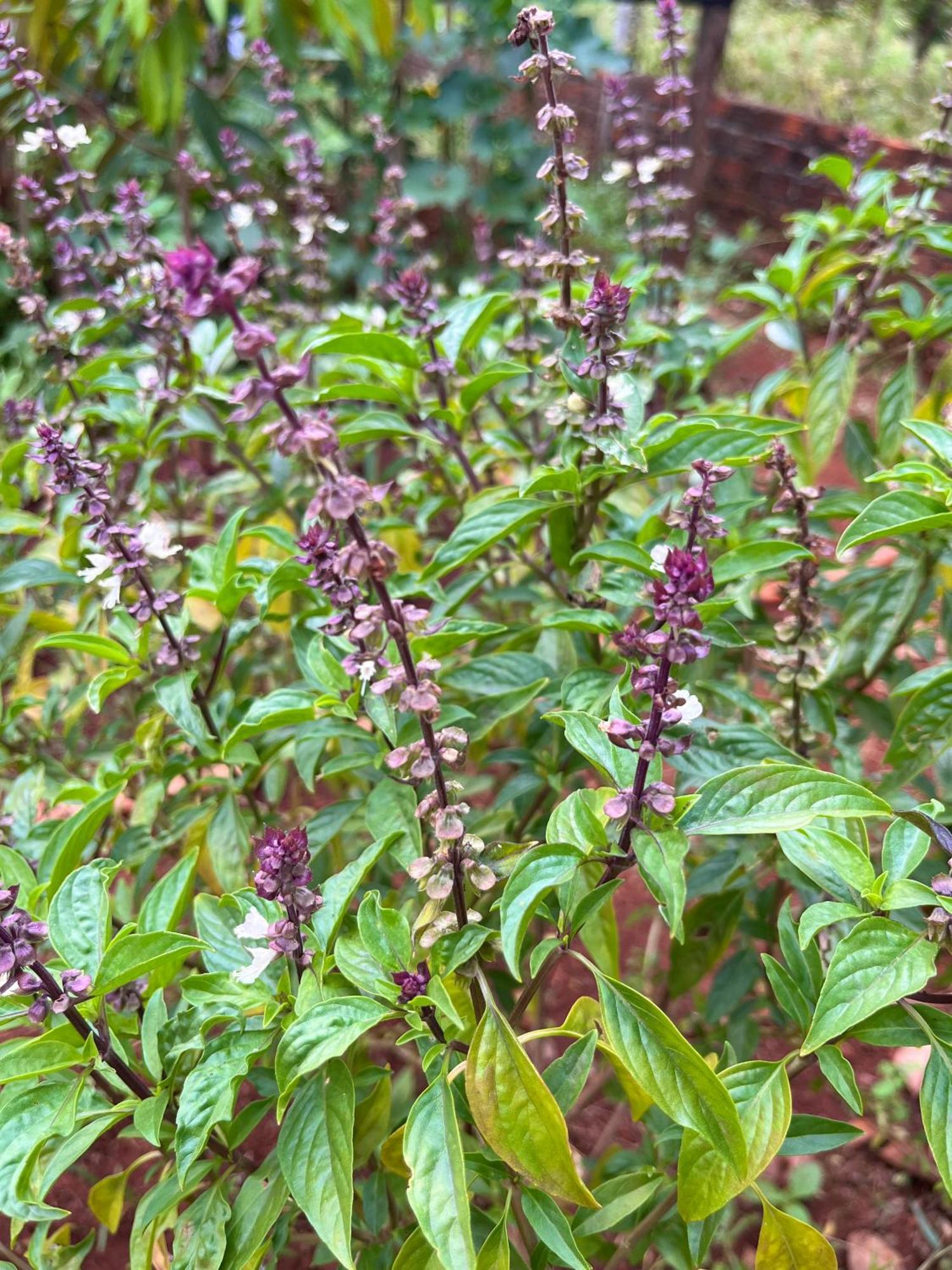 Ratanakiri Farmhouse & Trekking Banlung Eksteriør bilde